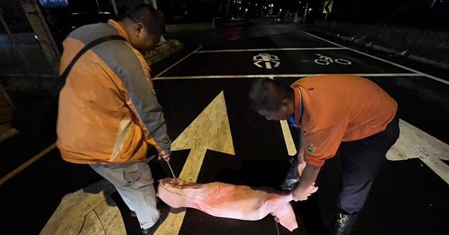 员林市公所清洁队发现一块处理好的猪肉掉在地上，因担心影响交通安全，赶紧移至清洁队内，并通报警方到场协助，通知失主领回，结束这场生猪肉逃跑记。（员林市清洁队提供／叶静美彰化传真）