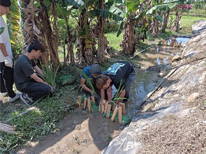 修讀課程的龍華師生，進行改善水域挺水性植栽，營造適合水生螢火蟲幼蟲生存環境。（龍華科大提供）