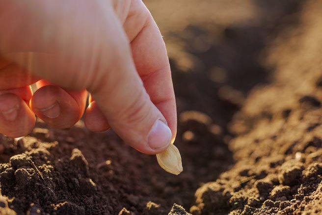 陸統籌種質資源蒐集保存鑒定利用給種子辦分子身分證。（示意圖:shutterstock/達志）
