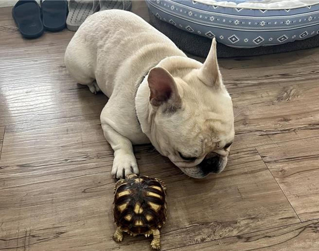 台東蘇卡達象龜「李白白」4日離家出走，5天後被熱心民眾拾獲。（飼主提供／蔡旻妤台東傳真）