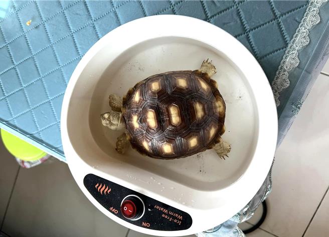 台東蘇卡達象龜「李白白」4日離家出走，5天後被熱心民眾拾獲。（飼主提供／蔡旻妤台東傳真）