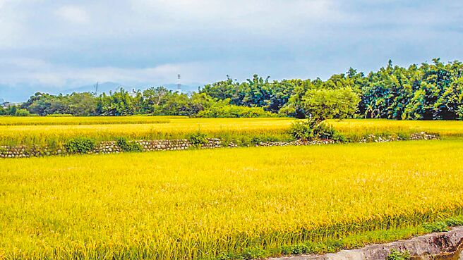 113學年度9月1日開學後，新竹縣國中小免費營養午餐每周將有2次使用有機米。（羅浚濱攝）
