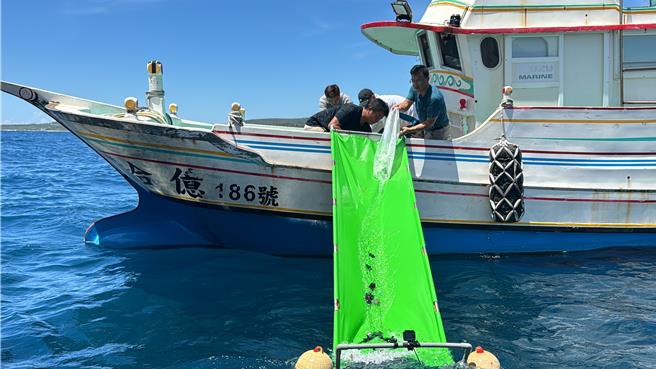 水產試驗所12日在台東富山護漁區海域放流2400尾紅喉、黑喉及加志魚苗。（蔡旻妤攝）