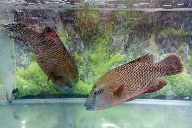 俗称龙王鲷的苏眉鱼是2类保育物种，台湾海域据调查不到30只。（罗琦文摄）