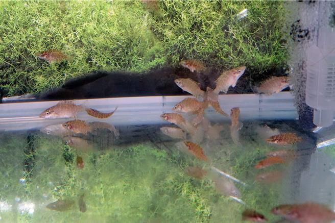 龙佃海洋生物科技公司与屏科大产学合作，人工繁殖苏眉鱼成功。（罗琦文摄）