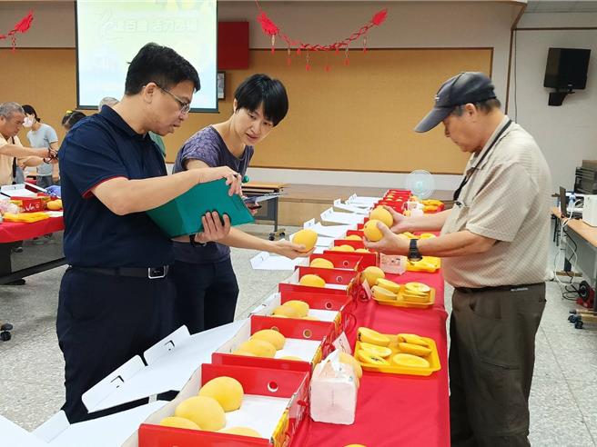 彰化县优质金蜜芒果评鑑今日在埔心乡农会登场，有40组果农参赛，冠军由蔡鸣忠夺得。（叶静美摄）