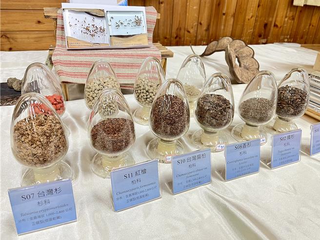 林木採種有豐欠年，種子貯藏協助穩定提供造林種苗來源。（國立中興大學提供／李易昌台中傳真）