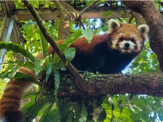 北市動物園再送走老友！小貓熊「YaYa」腦病變離世