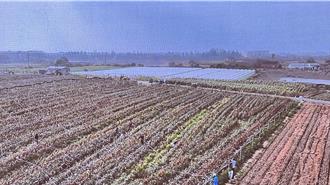 南市學甲高粱契作面積冠全台 農民看好利潤種植面積增倍