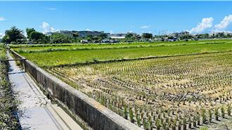 台東6月高溫降雨少 縱谷2期稻作輪灌