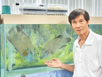 屏東 復育蘇眉魚 民間成功孵化3000尾