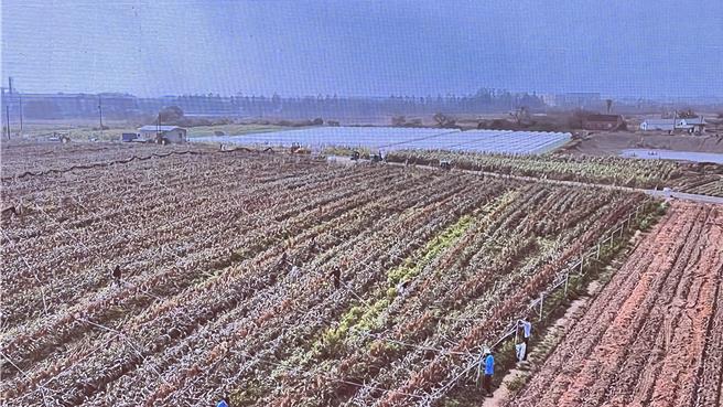 金酒公司在台契作國產高粱計畫，今年邁入第3年。（張毓翎攝）