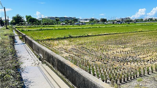 台东县地区高温少雨影响2期稻作耕种，农田水利署台东管理处公告实施轮灌。（萧嘉蕙摄）