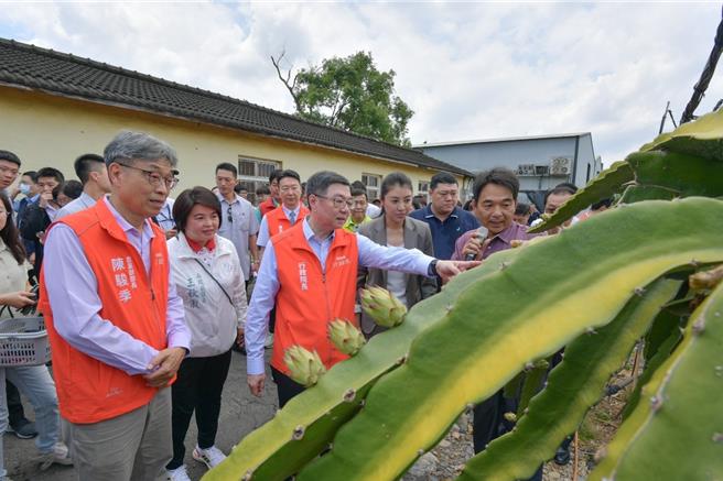行政院長卓榮泰13日南投集集鎮田寮里果菜運銷合作社視察，在田寮果菜合作社理事主席劉孟鑫帶領下前往紅龍果園採果體驗。（行政院提供／馮惠宜南投傳真）