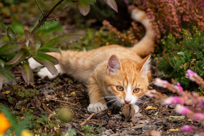 有男子和女友在房间爱爱时，突然遭到爱猫攻击，「蛋蛋」差点被咬破。（示意图：shutterstock／达志）