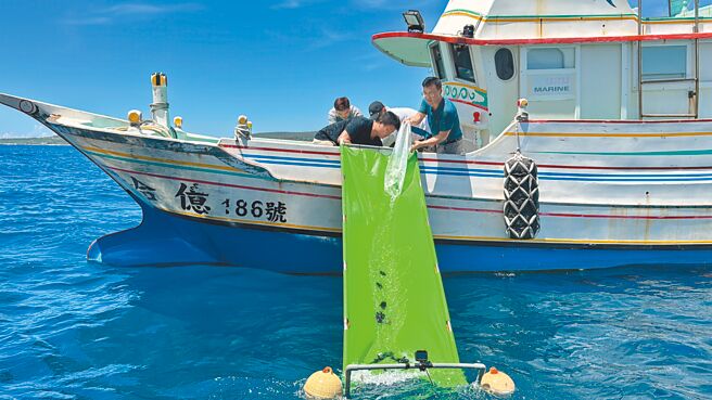 水產試驗所12日在台東富山護漁區放流2400尾紅喉、黑喉、加志魚苗。（蔡旻妤攝）