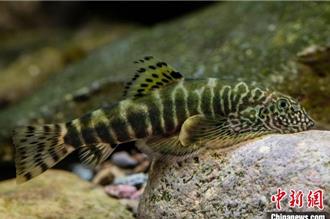 「自帶吸盤」陸特有！陸科研團隊發現2稀有魚類新物種