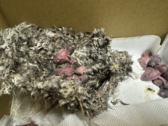 桃园疗养院整建拆鸟巢 33只小雨燕雏鸟无家可归恐命危