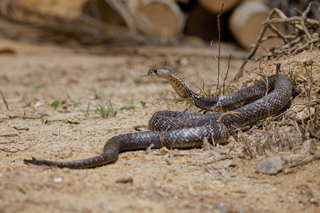 印度一條眼鏡蛇誤食感冒糖漿的藥瓶，結果卡在嘴巴裡，無論怎麼掙扎都吐不出來。（示意圖：Shutterstock／達志）