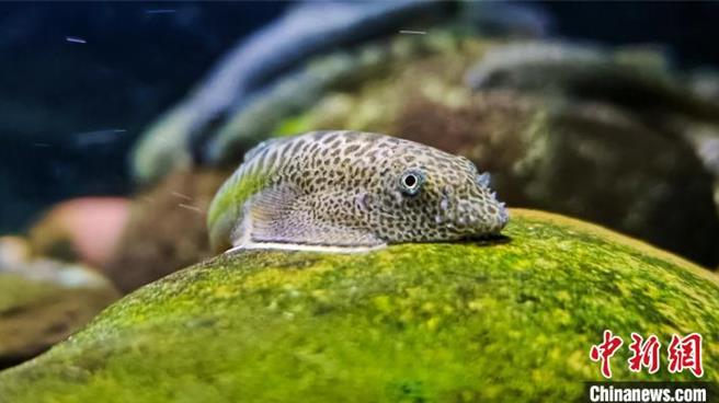 大陸科研團隊發現2種稀有魚類新物種，並屬於中國特有。圖為此次發現並命名的珠鰭爬岩鰍。（中新網）