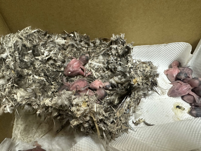 桃园疗养院外墙整建拆鸟巢，33只小雨燕雏鸟无家可归恐命危。（图／野鸟学会）