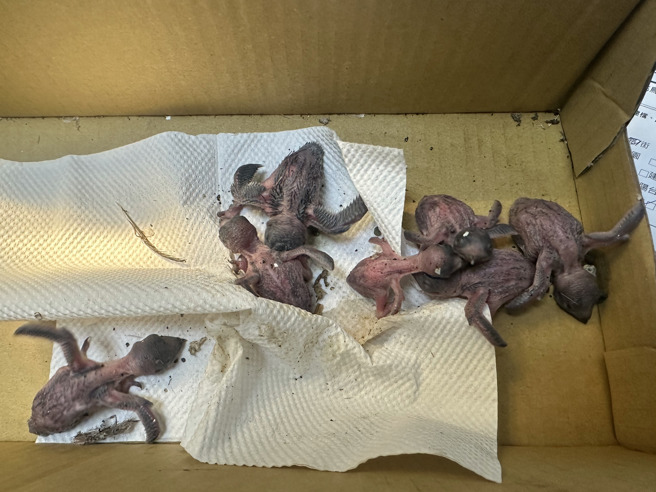 桃园疗养院外墙整建拆鸟巢，33只小雨燕雏鸟无家可归恐命危。（图／野鸟学会）