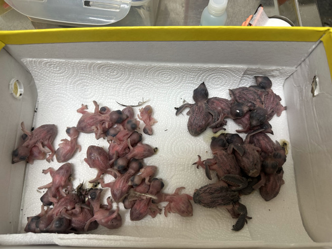 桃园疗养院外墙整建拆鸟巢，33只小雨燕雏鸟无家可归恐命危。（图／野鸟学会）