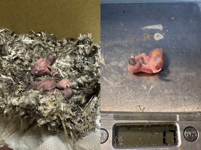 桃园疗养院外墙整建拆鸟巢，33只小雨燕雏鸟无家可归恐命危，个体多为刚出生不久，体重相当轻。（图／野鸟学会）