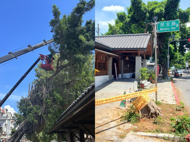 虎尾驛門前左方的一棵年輕榕樹傾斜，傾斜程度如比薩斜塔（左）；虎尾驛前被砍除的年輕榕樹。（周麗蘭攝）