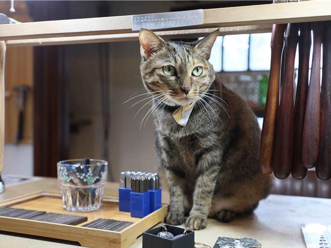 朴子市水道头文创聚落里的金工体验店「庭口金工」猫咪咖啡厅有可爱店猫。（嘉义县政府提供／吕妍庭嘉义传真）