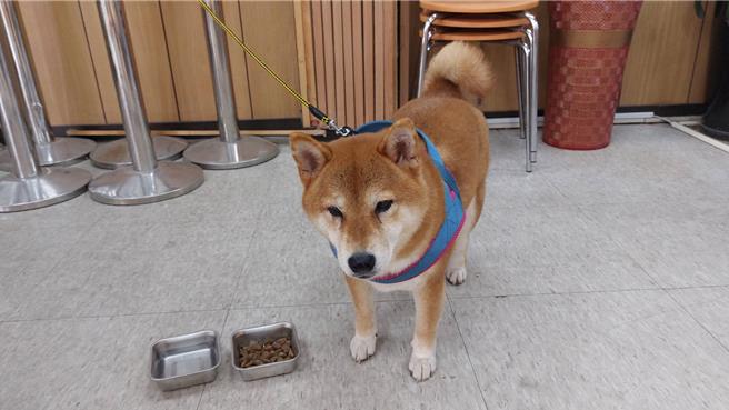 年约8岁的母柴犬迷途，热心民眾带到景福所求助。（警方提供／蔡依珍桃园传真）