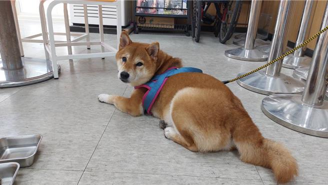 年约8岁的母柴犬迷途，热心民眾带到景福所求助。（警方提供／蔡依珍桃园传真）