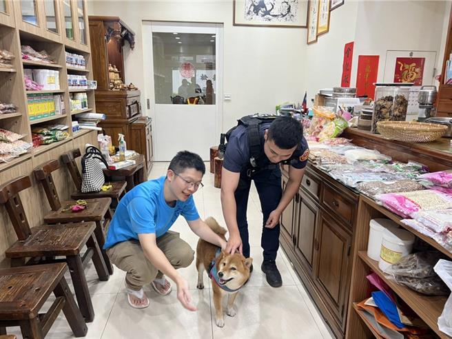 年约8岁的母柴犬迷途，热心民眾带到景福所求助。（警方提供／蔡依珍桃园传真）