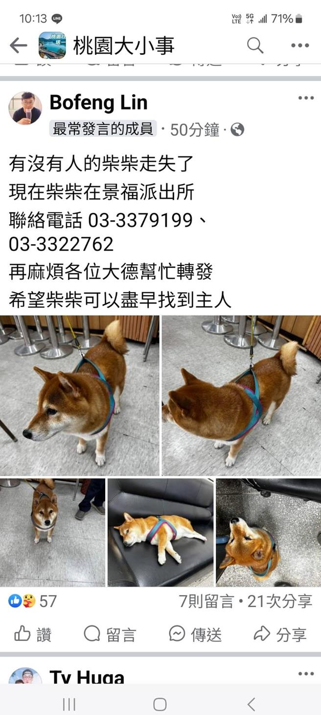 年约8岁的母柴犬迷途，热心民眾带到景福所求助。（警方提供／蔡依珍桃园传真）