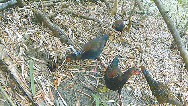 富兴社区生态调查曾记录到蓝腹鷴（见图）。（林耿弘提供／蔡旻妤台东传真）