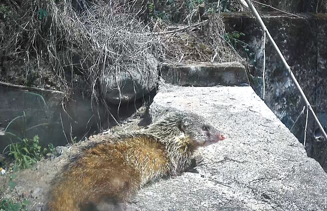 富兴社区生态调查曾记录到食蟹獴。（林耿弘提供／蔡旻妤台东传真）