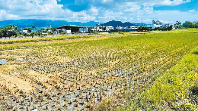 台东县地区1期稻作採收期近尾声，2期稻作耕种在即，然而，今年6月以来高温少雨，灌溉用水吃紧，为避免抢水纠纷，农田水利署台东管理处公告池上乡、鹿野乡及关山镇地区，共6圳採取分区轮灌。（萧嘉蕙摄）