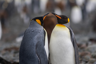 「企鹅婚礼」新人站台上 乾瞪宾客嗑海鲜 网笑：超写实