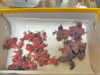 桃疗整修移除鸟巢 33雏鸟仅救活5只