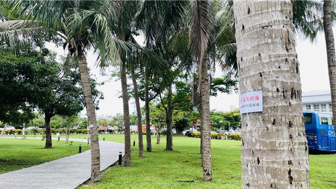 台东美术馆椰林区紧临步道，落叶落果犹如空中不定时炸弹，家长呼吁移除。（萧嘉蕙摄）