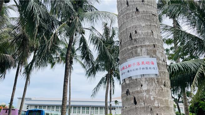 台东美术馆椰林区贴有警语，提醒民眾小心落果砸伤，也呼吁勿从此经过。（萧嘉蕙摄）