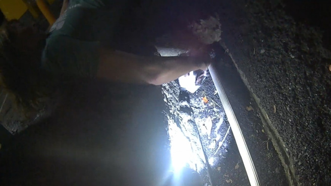 警方成功協助一名英國女子找回她失蹤的寵物貓「點點」。（圖／警方提供）