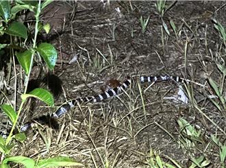 夏日蛇出沒！農民巧遇毒蛇不驚慌 專家籲不做2事保安全