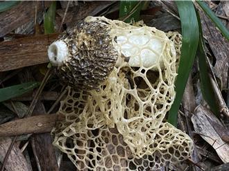 雨後毒菇偽裝食用菇成誘惑陷阱 採食中毒恐致命