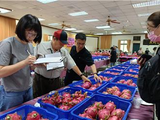 彰化紅龍果評鑑出爐 分辨紅白肉關鍵藏葉片
