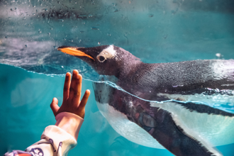 屏东海生馆稳赢冲绳美丽海水族馆？「1体验」登上网路热词：像在梦境游泳