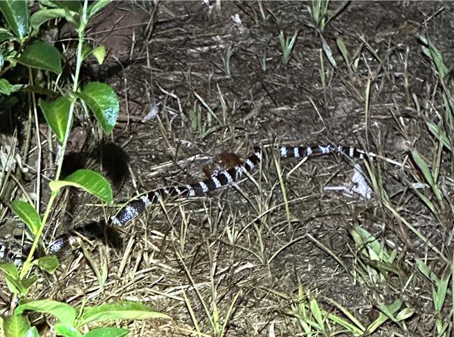 初鹿陈姓茶农昨晚在茶园发现约80公分的雨伞节。（读者提供／蔡旻妤台东传真）