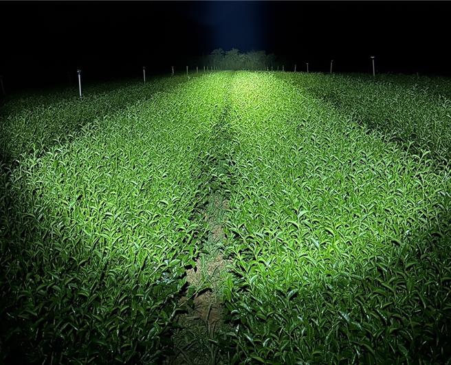 初鹿陈姓茶农昨晚在茶园发现约80公分的雨伞节。（读者提供／蔡旻妤台东传真）