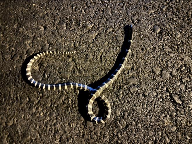 海线民眾在路上发现遭路杀的雨伞节。（读者提供／蔡旻妤台东传真）