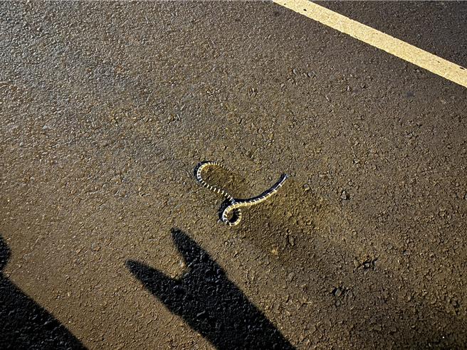 海线民眾在路上发现遭路杀的雨伞节。（读者提供／蔡旻妤台东传真）